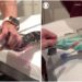 #Video Sacan una toalla de tres metros de una serpiente pitón