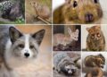 Hasta 8 años de prisión por maltrato animal en Puebla