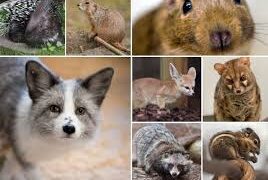 Hasta 8 años de prisión por maltrato animal en Puebla