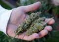 Lo que la marihuana le hace a tu memoria