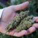 Lo que la marihuana le hace a tu memoria