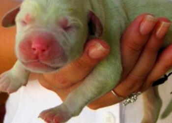 Nace en Italia un perrito verde y le llaman ‘Pistacho’