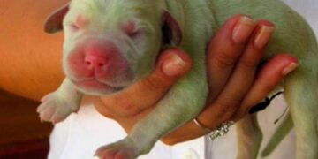 Nace en Italia un perrito verde y le llaman ‘Pistacho’