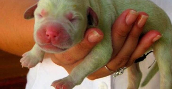 Nace en Italia un perrito verde y le llaman ‘Pistacho’