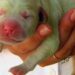 Nace en Italia un perrito verde y le llaman ‘Pistacho’