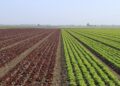 Agricultura tradicional, garantía de salud y bienestar socioecológico