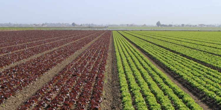 Agricultura tradicional, garantía de salud y bienestar socioecológico
