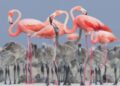 Nacen 8 crías de flamenco rosado en Zoológico de León