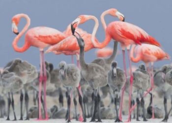 Nacen 8 crías de flamenco rosado en Zoológico de León