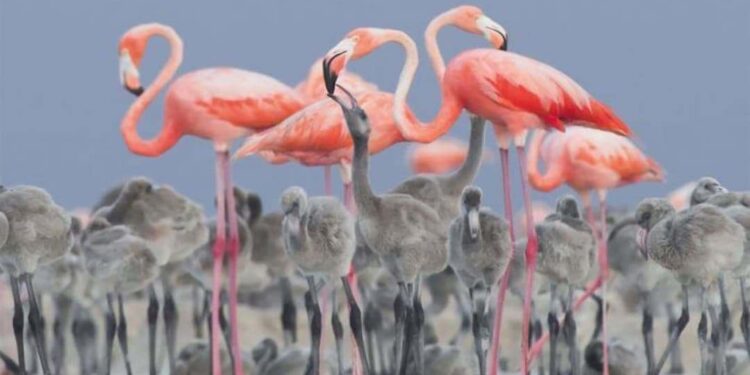 Nacen 8 crías de flamenco rosado en Zoológico de León