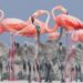 Nacen 8 crías de flamenco rosado en Zoológico de León