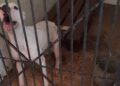 Buscó a su mascota en albergue para perros y encontró red de irregularidades