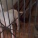 Buscó a su mascota en albergue para perros y encontró red de irregularidades
