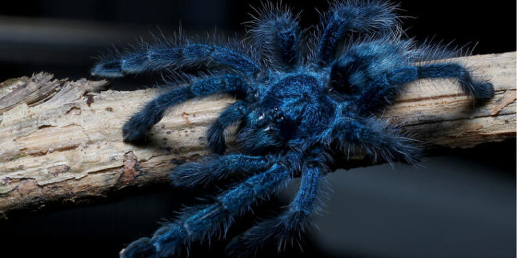 ¿Por qué las tarántulas son azules y verdes?