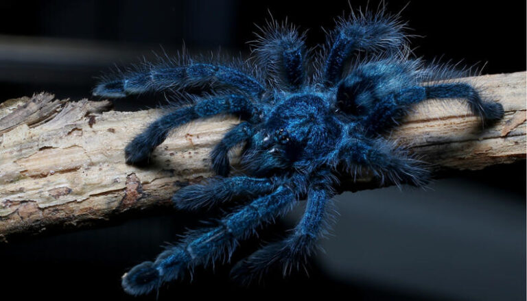 Himalayan Blue Hair Spider - wide 4