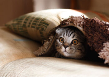 Día Internacional del Gato, 29 de octubre