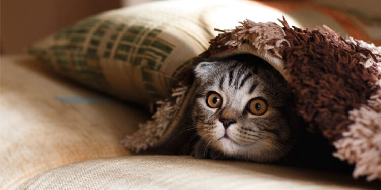 Día Internacional del Gato, 29 de octubre