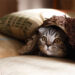 Día Internacional del Gato, 29 de octubre