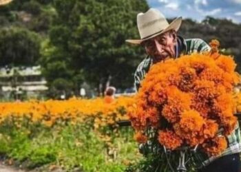 Flor de Cempasúchitl desafía pandemia