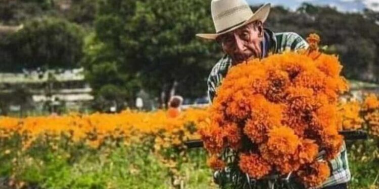 Flor de Cempasúchitl desafía pandemia