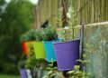 10 plantas curativas que deberías tener en el jardín