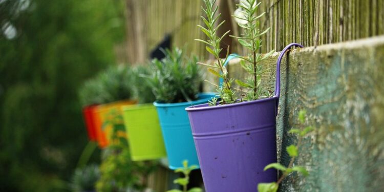 10 plantas curativas que deberías tener en el jardín