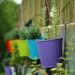10 plantas curativas que deberías tener en el jardín
