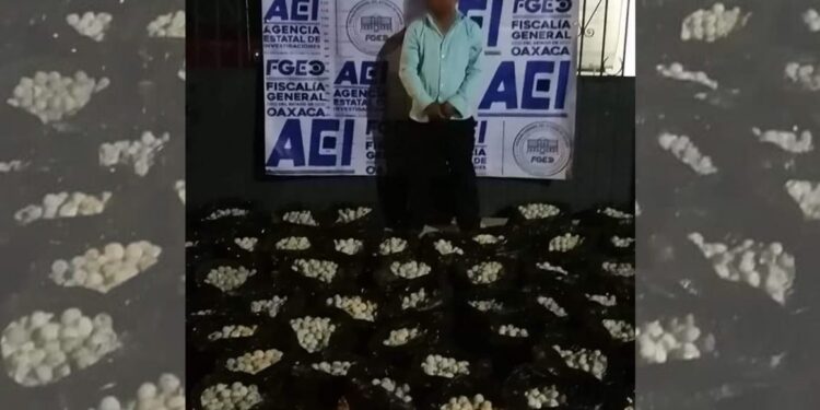Delito contra la biodiversidad: hombre transportaba 30 mil huevos de tortuga en Oaxaca
