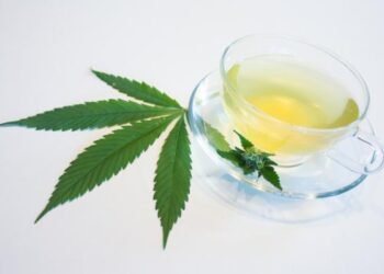 Té de Cannabis, una bebida medicinal y milenaria