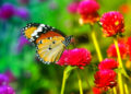 Como atraer más mariposas a tu jardín