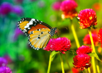 Como atraer más mariposas a tu jardín