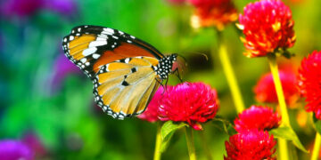 Como atraer más mariposas a tu jardín