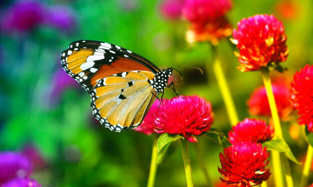 Como atraer más mariposas a tu jardín