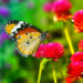 Como atraer más mariposas a tu jardín