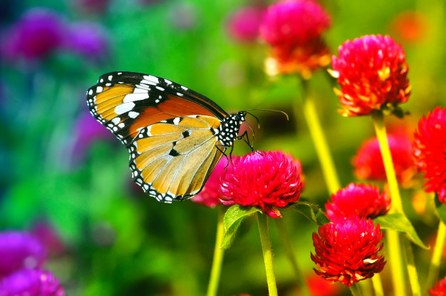 Como atraer más mariposas a tu jardín – El Hormiguero Potosino.