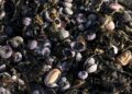 Rusia investiga desastre ambiental que dejó miles de animales marinos muertos