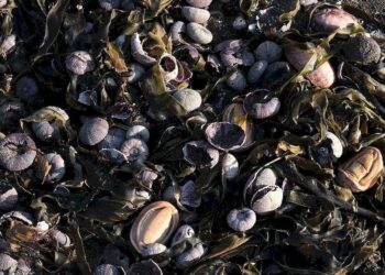 Rusia investiga desastre ambiental que dejó miles de animales marinos muertos