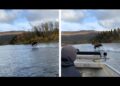 ¿ilusión óptica? Alce corre sobre aguas de un río en Alaska