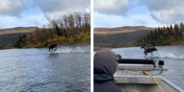 ¿ilusión óptica? Alce corre sobre aguas de un río en Alaska