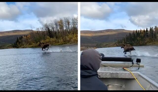 ¿ilusión óptica? Alce corre sobre aguas de un río en Alaska