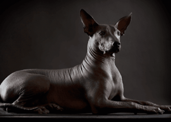 Análisis sobre la presencia del perro mexicano durante el virreinato de la Nueva España