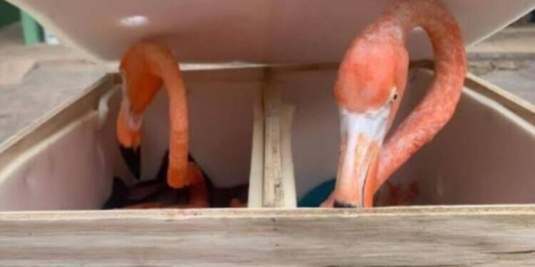 Empaquetan 6 flamencos rosados, muere uno por deshidratación