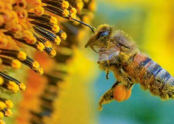 Crean el primer mapa mundial de las abejas