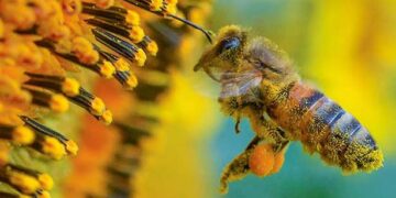 Crean el primer mapa mundial de las abejas