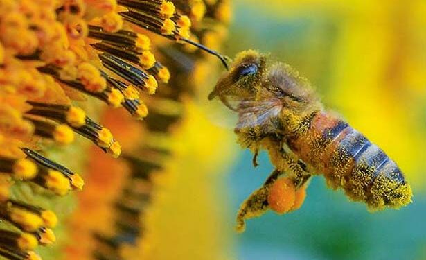 Crean el primer mapa mundial de las abejas