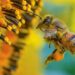 Crean el primer mapa mundial de las abejas