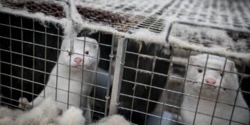 Seis países reportan casos de covid-19 en criaderos de visones