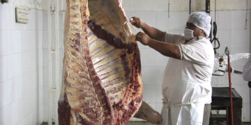 Descartan riesgo de carne con clembuterol en rastro municipal