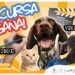 Por cerrar convocatoria para concurso “Semana de la Vida Animal”