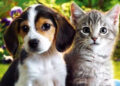 Senado aprueba sanciones por venta ilegal de perros y gatos